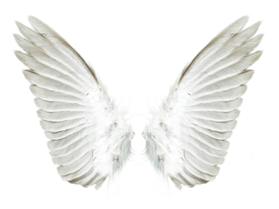 White Angel Wings Free PNG
