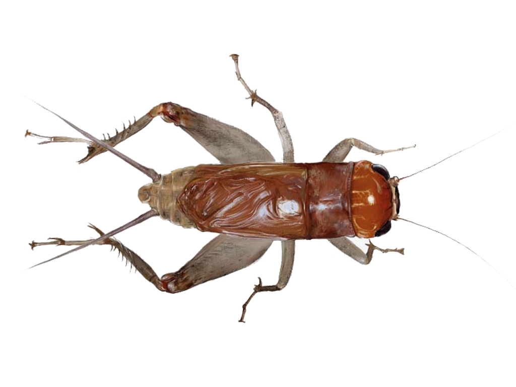Cricket Insect Top View Transparent Background