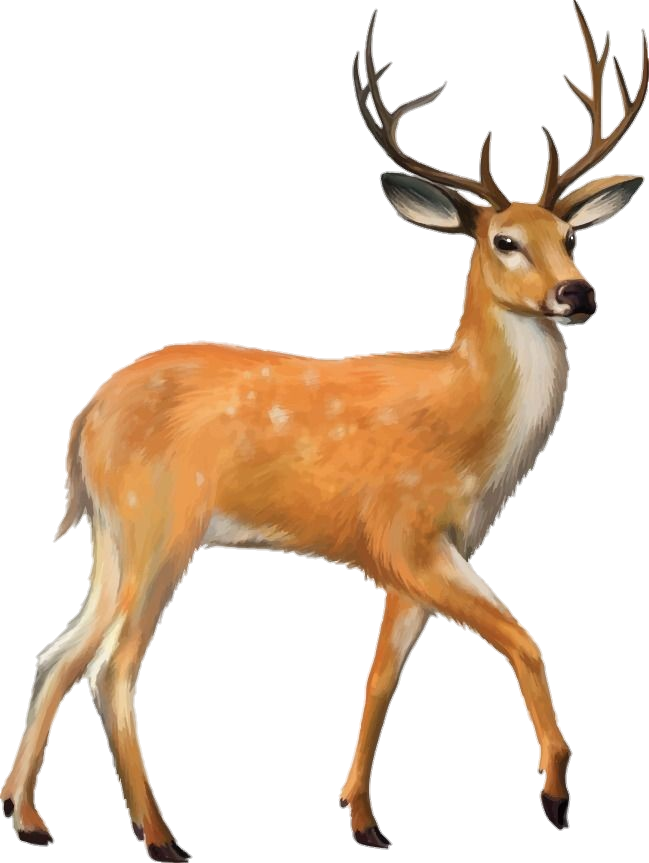 Fallow Deer Standing Free PNG