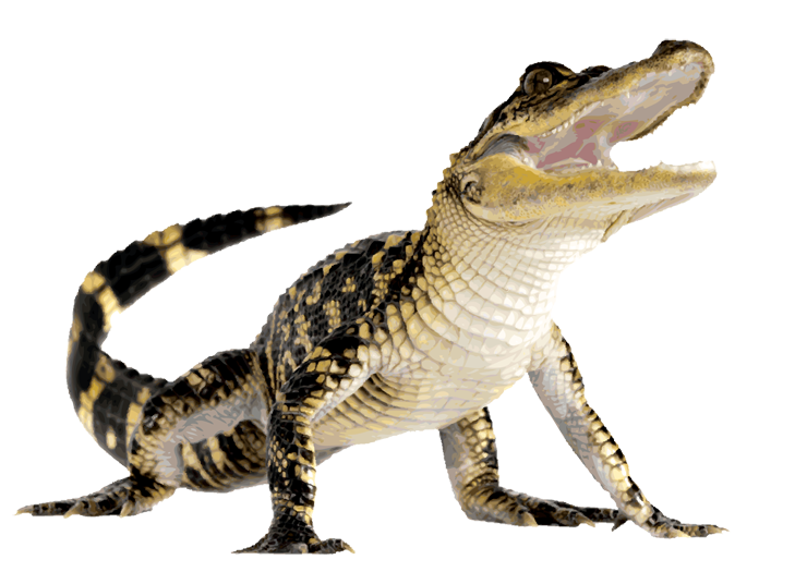 Young Alligator Open Mouth Free PNG