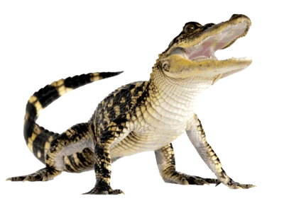 Young Alligator Open Mouth Free PNG