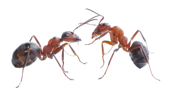 Fighting Ants Macro Free PNG