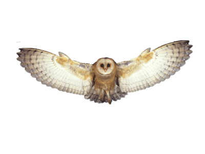 Flying Barn Owl PNG Image