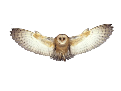 Flying Barn Owl PNG Image