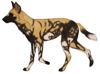 African Wild Dog Painted Wolf Illustration Free PNG