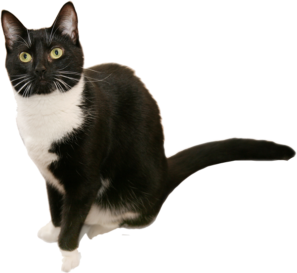 Cute Black and White Tuxedo Cat Clipart
