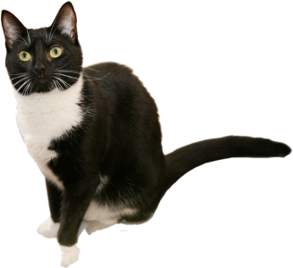 Cute Black and White Tuxedo Cat Clipart