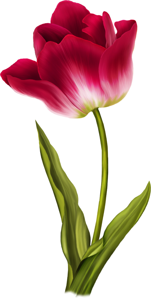 Beautiful Single Red Tulip Blossom Transparent Background