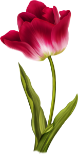 Beautiful Single Red Tulip Blossom Transparent Background