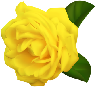 Beautiful Yellow Rose Flower PNG Image