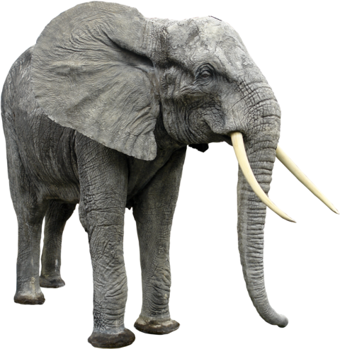 Large African Elephant Clipart