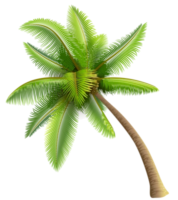 Green Palm Tree Free PNG