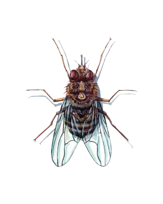 Fruit Fly Insect Illustration Transparent Background