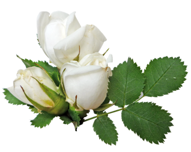 White Roses Branch Clipart