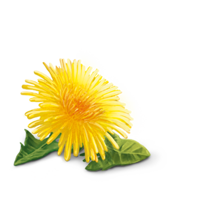 Yellow Dandelion Flower Clipart