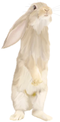 Cute Standing Fluffy Rabbit Free PNG