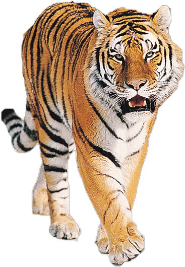 Fierce Bengal Tiger Walking Clipart
