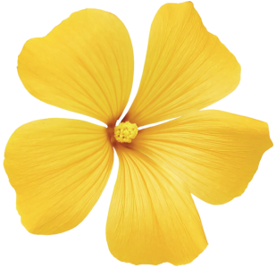 Bright Yellow Tropical Flower Free PNG