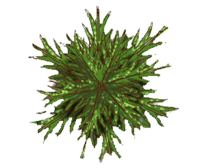 Top Down Fern Plant Clipart
