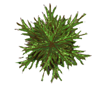 Top Down Fern Plant Clipart