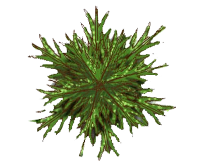 Top Down Fern Plant Clipart