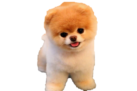 Cute Pomeranian Dog Boo Clipart