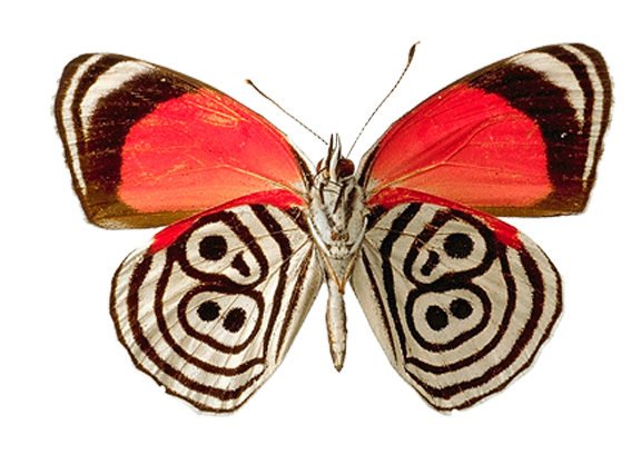 Eighty-Eight Butterfly Insect Clipart
