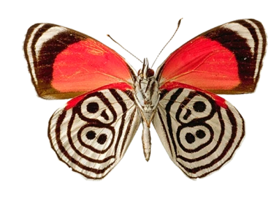 Eighty-Eight Butterfly Insect Clipart
