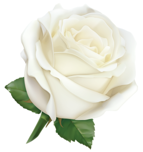 Beautiful White Rose Flower Transparent Background