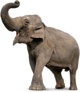 Elephant Walking Wild Animal Clipart