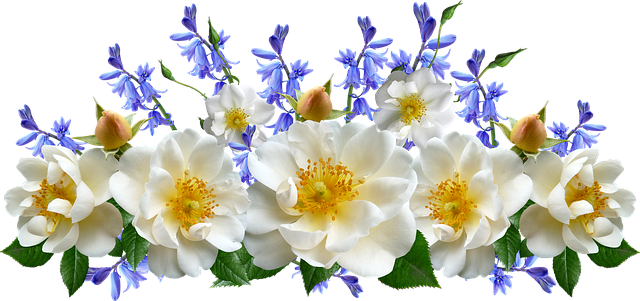 White Flowers Decorative Border Clipart