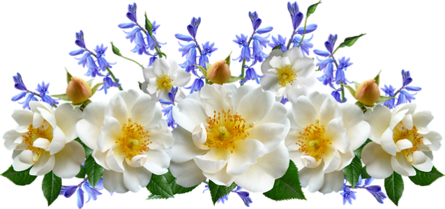 White Flowers Decorative Border Clipart