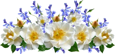 White Flowers Decorative Border Clipart