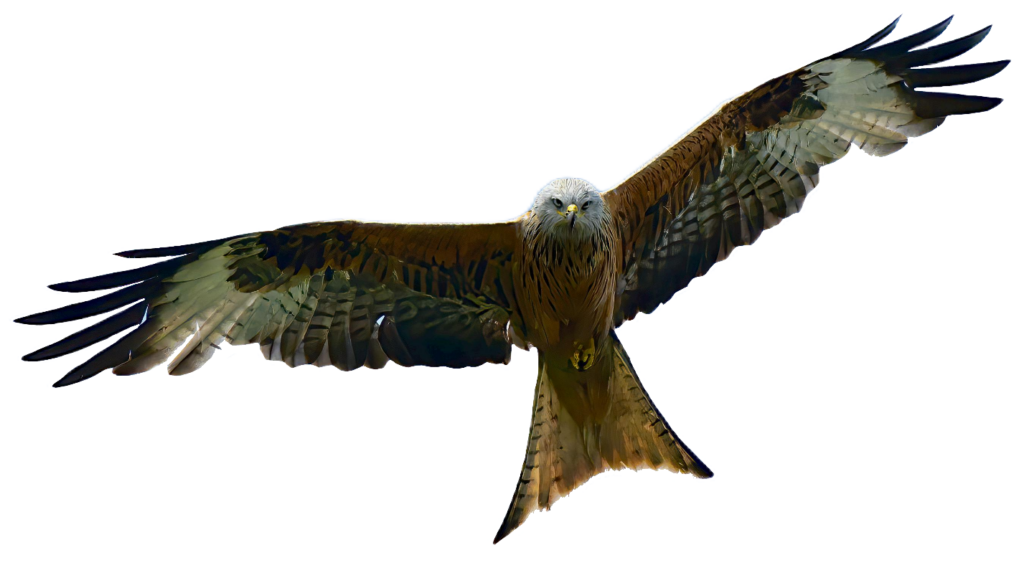 Red Kite Bird Flying Clipart