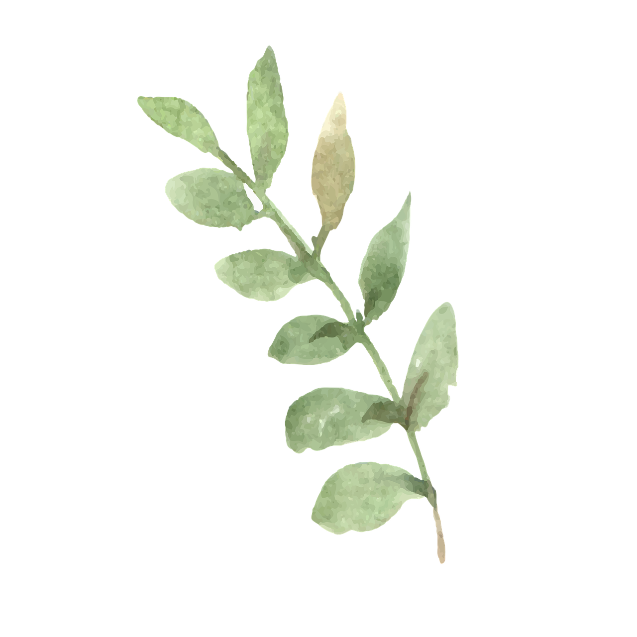 Watercolor Green Leaf Branch Clipart