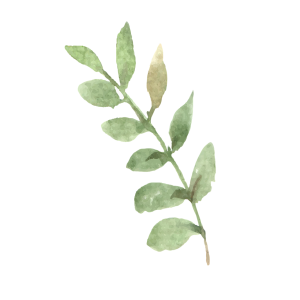 Watercolor Green Leaf Branch Clipart