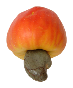 Dry Fruits PNG – Healthy & Nutritious Transparent Images FREE Download 10