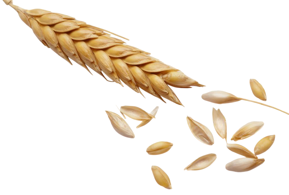 Wheat Ear With Grains Clipart