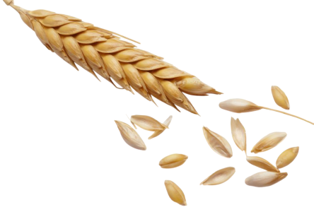 Wheat Ear With Grains Clipart