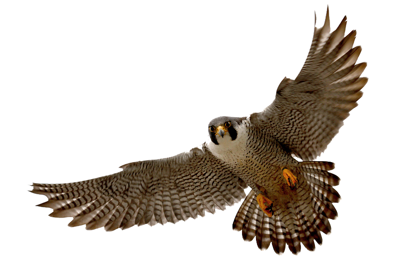 Peregrine Falcon Bird Flying Clipart