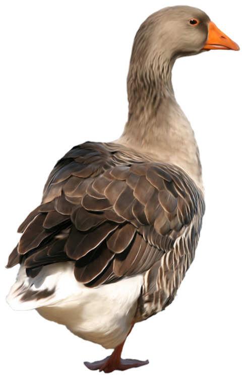 Greylag Goose Bird Clipart