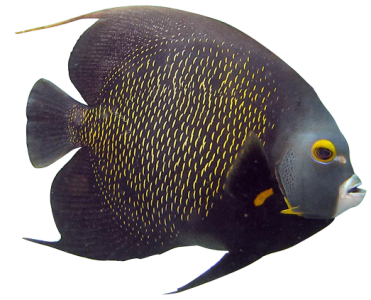 French Angelfish Marine Aquarium Fish Free PNG