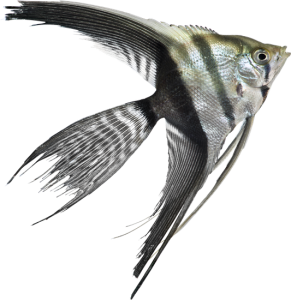 Freshwater Angelfish Silver Striped Aquarium Fish Clipart