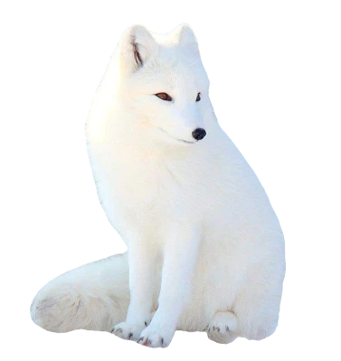 Beautiful White Arctic Fox Sitting Pose PNG Image
