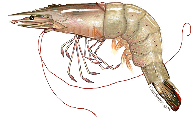 Raw Fresh Shrimp Illustration Clipart
