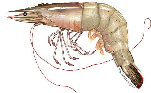 Raw Fresh Shrimp Illustration Clipart