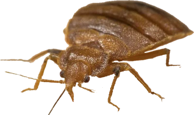 Bed Bug Close Up Insect Free PNG