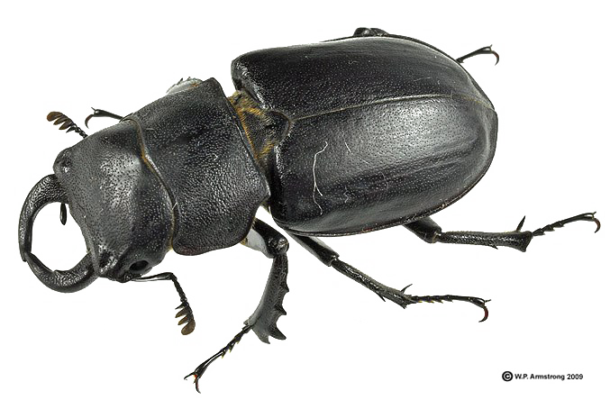 Black Stag Beetle Insect Clipart