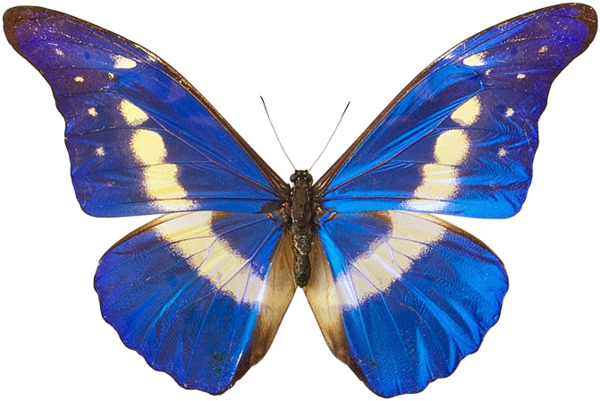 Blue Morpho Butterfly Transparent Background