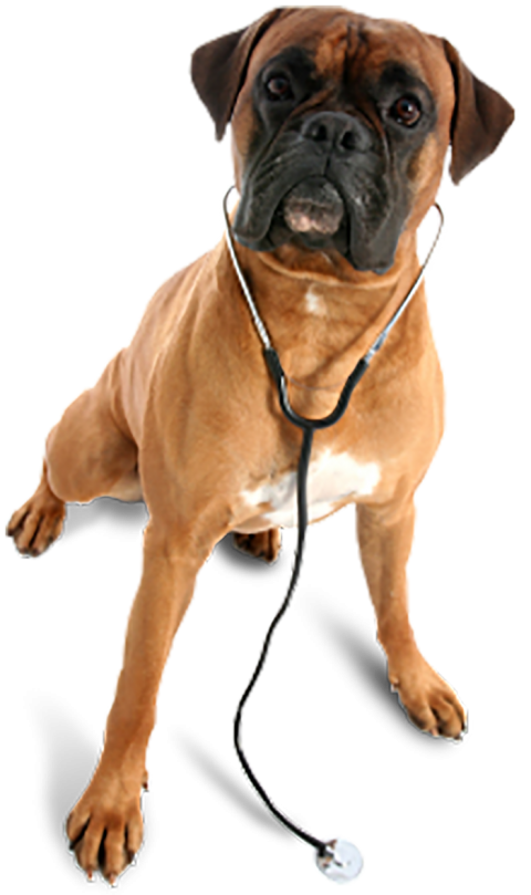 Boxer Dog Veterinarian Clipart